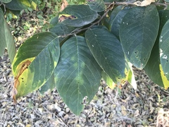 Annona squamosa