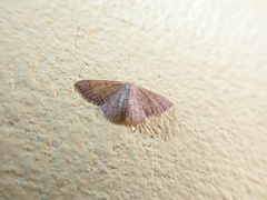 Idaea rufarenaria