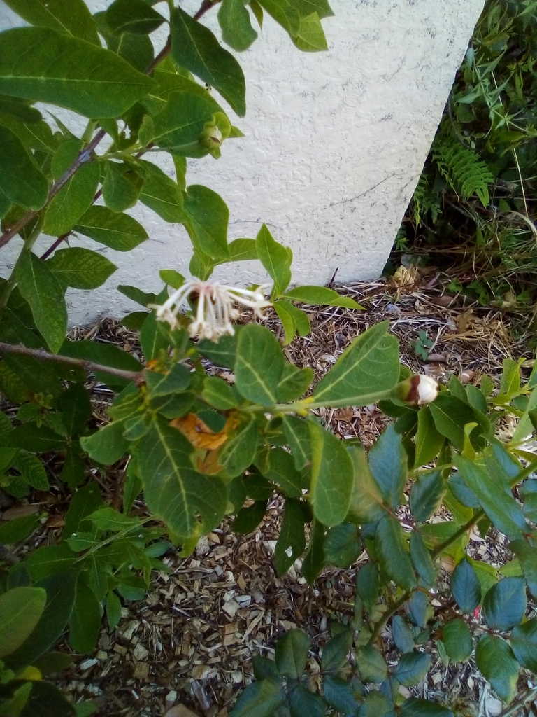 Dais cotinifolia, Auckland, New Zealand