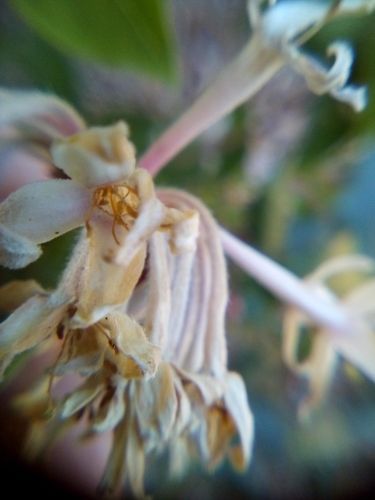 Dais cotinifolia