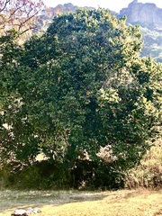 Annona squamosa