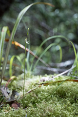 Caladenia minor