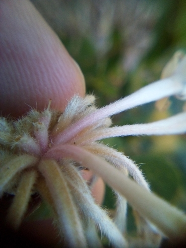 Dais cotinifolia