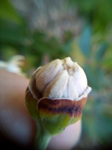 Dais cotinifolia