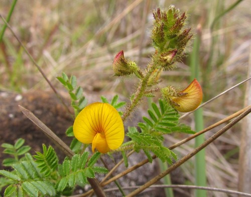 Adesmia ciliata