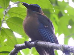 Momotus coeruliceps