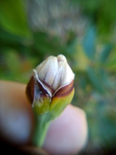 Dais cotinifolia