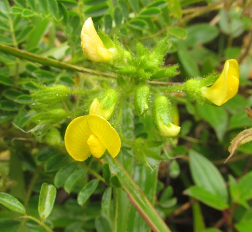 Adesmia reitziana · iNaturalist United Kingdom