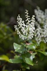 Gaultheria oppositifolia