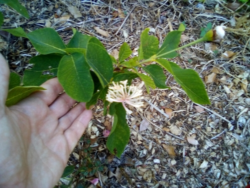 Dais cotinifolia