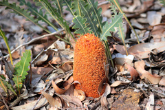 Banksia gardneri