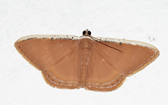 Palyas micacearia