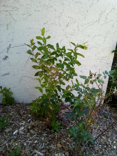 Dais cotinifolia