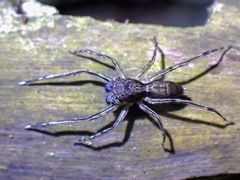 Spartaeus spinimanus