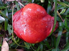 Dyscophus antongilii