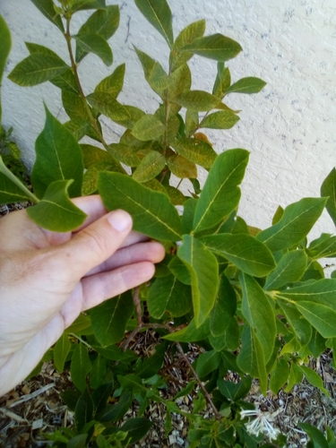 Dais cotinifolia