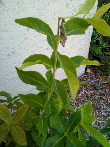 Dais cotinifolia