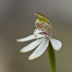 Caladenia minor