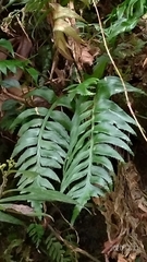 Asplenium wrightii