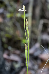 Caladenia minor