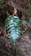 Asplenium wrightii