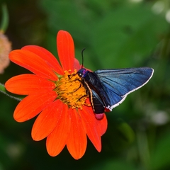 Mysoria affinis