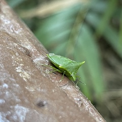 Vitellus orientalis