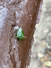 Vitellus orientalis