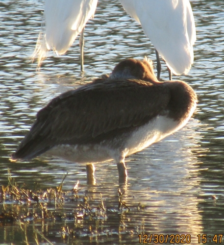 Brown Pelican photographed in Arizona