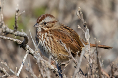 Melospiza melodia cleonensis