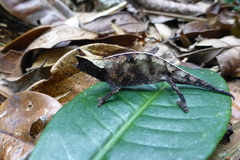 Brookesia superciliaris