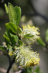 Salix paradoxa