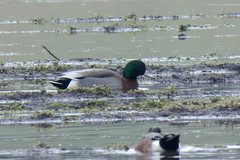 Anas platyrhynchos × Mareca americana