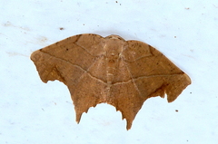 Eutomopepla artena