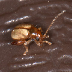 Longitarsus jacobaeae