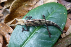 Brookesia superciliaris