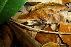 Brookesia superciliaris