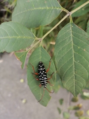 Placosternus erythropus