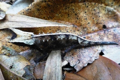 Brookesia superciliaris