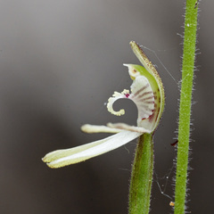 Caladenia minor