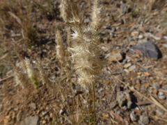 Enneapogon nigricans