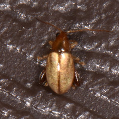 Longitarsus jacobaeae