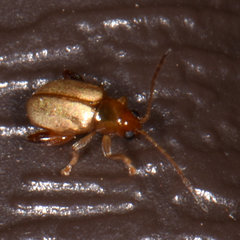 Longitarsus jacobaeae