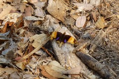 Junonia hierta paris