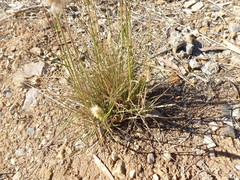 Enneapogon nigricans