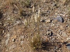 Enneapogon nigricans