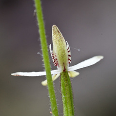 Caladenia minor