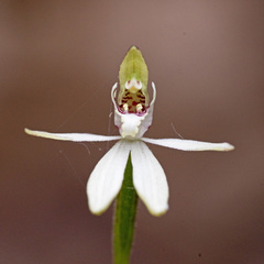 Caladenia minor