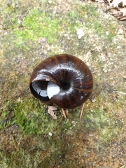 Powelliphanta