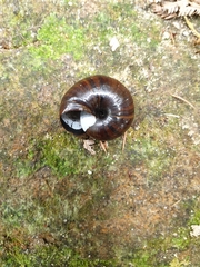 Powelliphanta